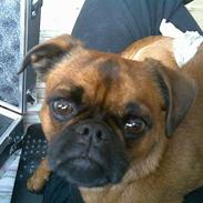 Griffon petit brabancon Anton