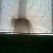 Griffon petit brabancon Anton