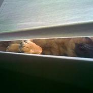 Griffon petit brabancon Anton