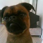 Griffon petit brabancon Anton