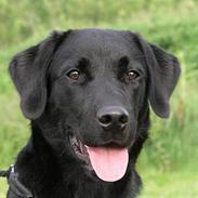 Blanding af racer Rosa