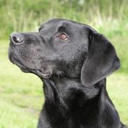 Blanding af racer Rosa