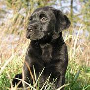 Blanding af racer Rosa