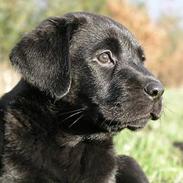 Blanding af racer Rosa