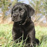 Blanding af racer Rosa