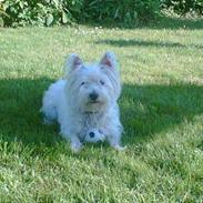 West highland white terrier kira