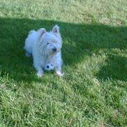 West highland white terrier kira