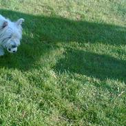 West highland white terrier kira
