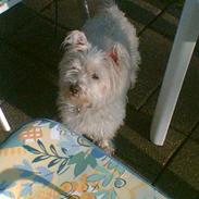 West highland white terrier kira