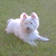 West highland white terrier kira