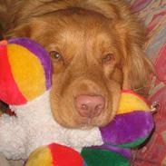 Nova scotia duck tolling retriever Murphy