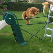 Nova scotia duck tolling retriever Murphy