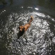 Nova scotia duck tolling retriever Murphy