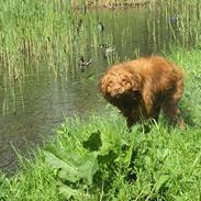 Nova scotia duck tolling retriever Murphy