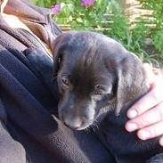 Labrador retriever Chilli
