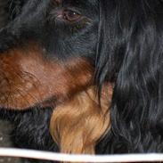 Gordon setter Benjamin - Aflivet