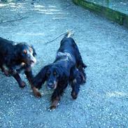 Gordon setter Benjamin - Aflivet