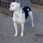 Amerikansk bulldog Dario *R.I.P.*