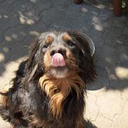 Gordon setter Benjamin - Aflivet