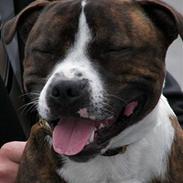 Staffordshire bull terrier Westlund Glorious Flame 