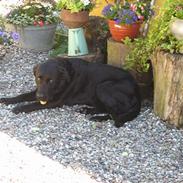 Labrador retriever Brasso 