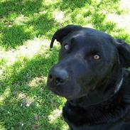 Labrador retriever Brasso 