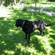 Labrador retriever Brasso 