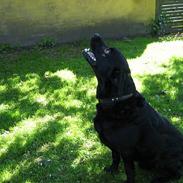 Labrador retriever Brasso 