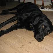 Labrador retriever Brasso 