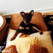 Dvaergpinscher Marcell