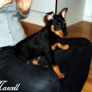 Dvaergpinscher Marcell