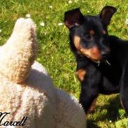 Dvaergpinscher Marcell