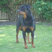 Rottweiler MIKKI (2001-2012)