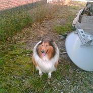 Collie langhåret Rolf