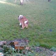 Collie langhåret Rolf