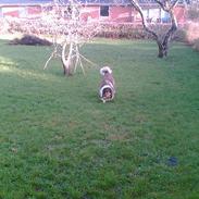 Collie langhåret Rolf