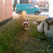 Collie langhåret Rolf