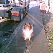 Collie langhåret Rolf