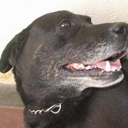 Labrador retriever Simba