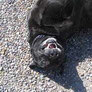 Labrador retriever Simba