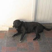 Labrador retriever Simba