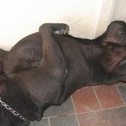 Labrador retriever Simba