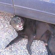 Labrador retriever Simba