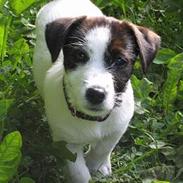 Jack russell terrier Oma Olsen "Bessie"