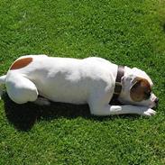 Amerikansk bulldog Kenzo