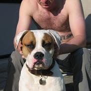 Amerikansk bulldog Kenzo