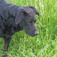 Labrador retriever Sille