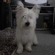 West highland white terrier Airas Milo Lucas