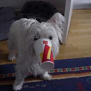 West highland white terrier Airas Milo Lucas