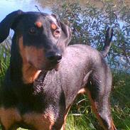 Dobermann Zita